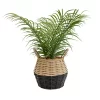 20cm Palm Artificial Plant In Natural Wicker Basket