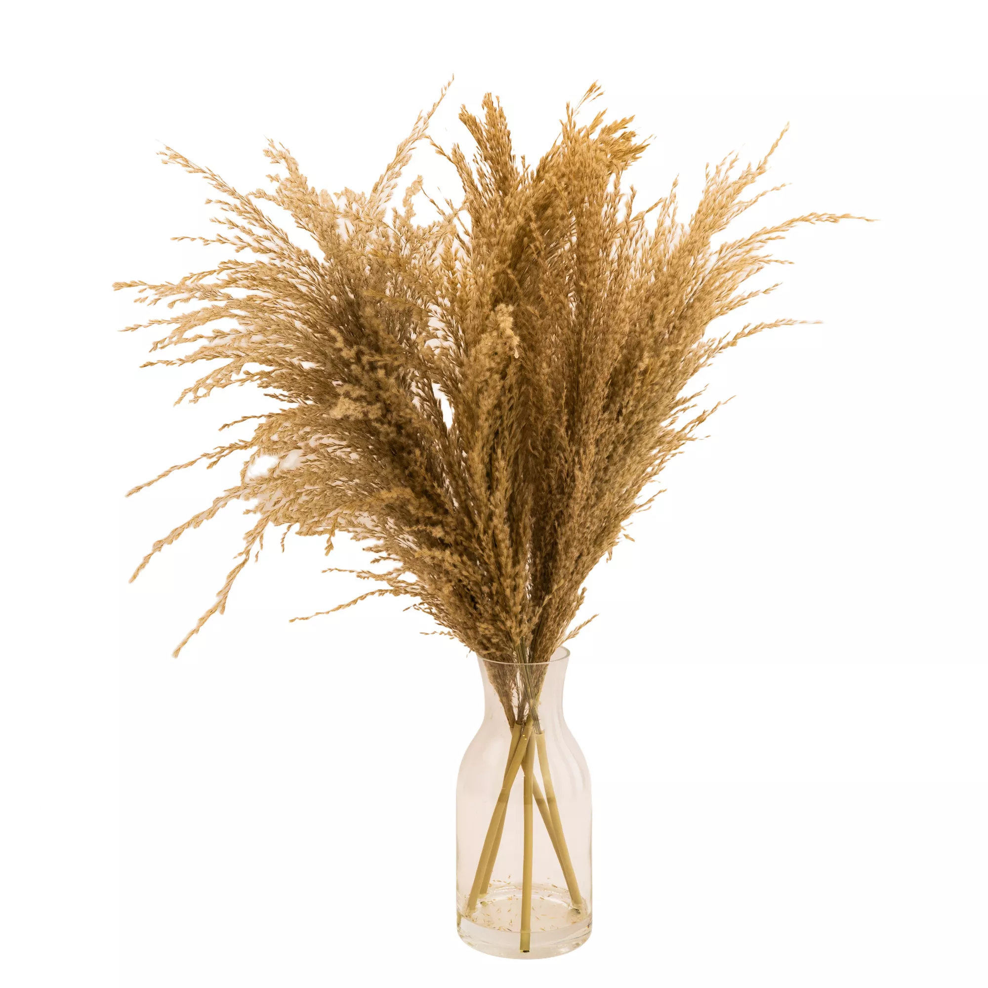 49cm Natural Pampas grass Artificial plant in Clear Glass Vase 49cm Natural Pampas Grass Artificial Plant In Clear Glass Vase -Hozelock Shop 49cm natural pampas grass artificial plant in clear glass vase5010795682621 01c bq