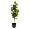 80cm Peperomia Artificial Plant In Black Ribbed Pot -Hozelock Shop 80cm peperomia artificial plant in black ribbed pot5010795687022 01c