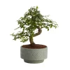Bonsai In 15cm Grey Ceramic Decorative Pot -Hozelock Shop bonsai in 15cm grey ceramic decorative pot3663602462811 02c bq