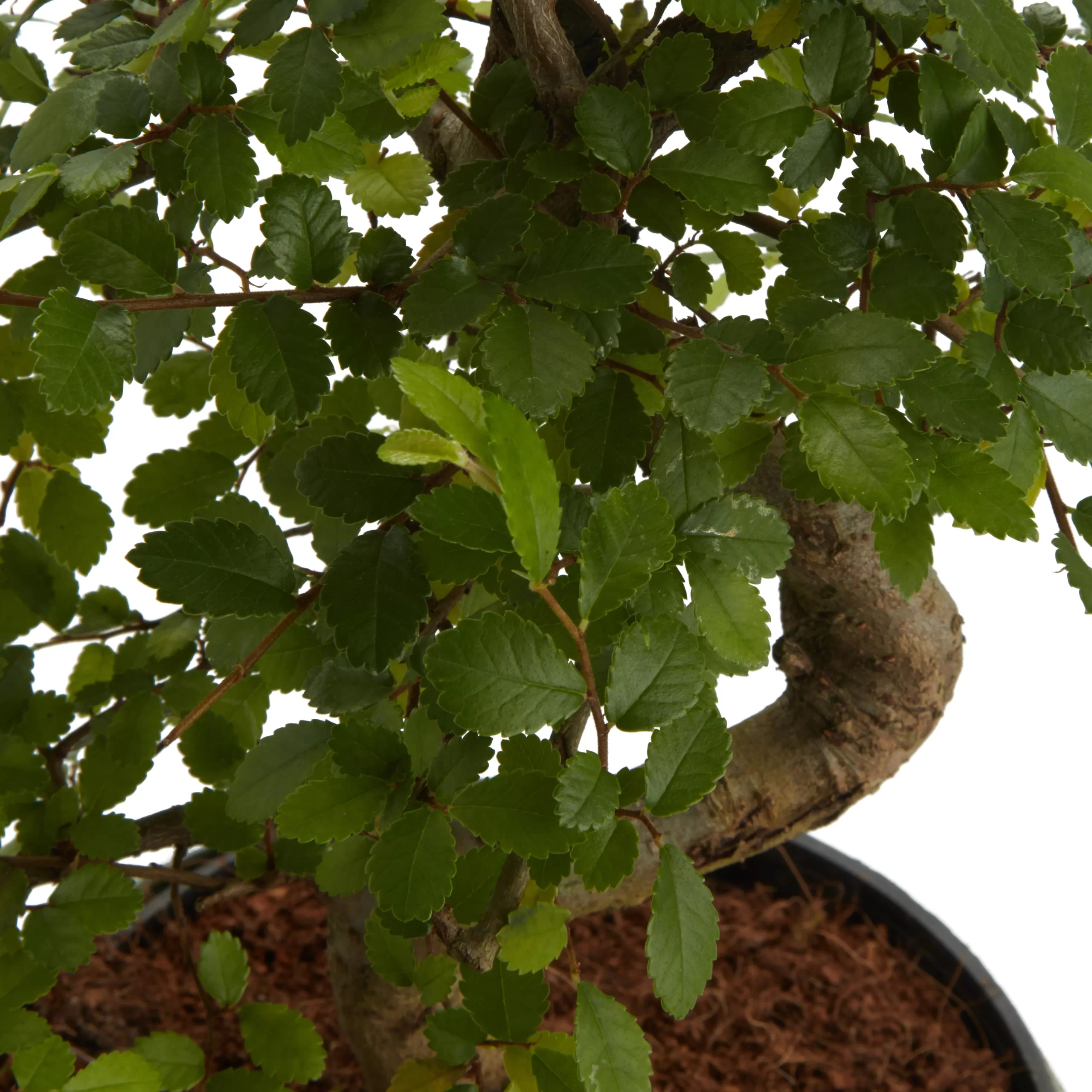 Bonsai in 15cm Grey Ceramic Decorative pot Bonsai In 15cm Grey Ceramic Decorative Pot -Hozelock Shop bonsai in 15cm grey ceramic decorative pot3663602462811 36c bq scaled