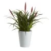 Bromeliad In 12cm White Ceramic Decorative Pot -Hozelock Shop bromeliad in 12cm white ceramic decorative pot3663602463450 02c bq