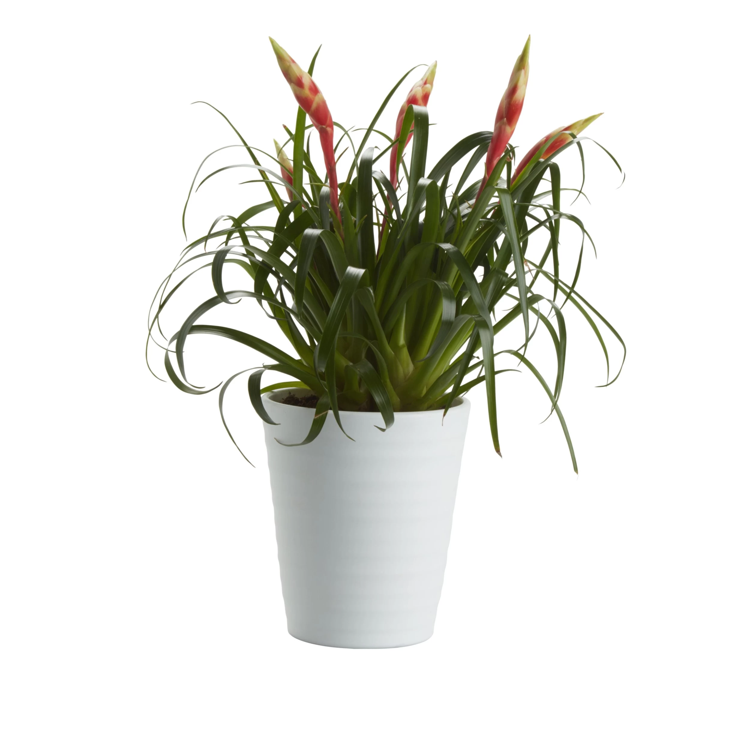 Bromeliad in 12cm White Ceramic Decorative pot Bromeliad In 12cm White Ceramic Decorative Pot -Hozelock Shop bromeliad in 12cm white ceramic decorative pot3663602463450 21c bq scaled