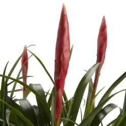 Bromeliad In 12cm White Ceramic Decorative Pot 5 Bromeliad In 12cm White Ceramic Decorative Pot -Hozelock Shop bromeliad in 12cm white ceramic decorative pot3663602463450 36c bq