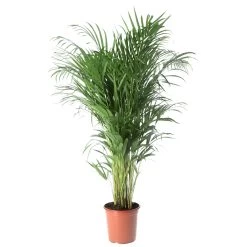 Butterfly Palm In 19cm Terracotta Plastic Grow Pot