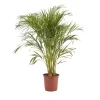 Butterfly Palm In 24cm Terracotta Plastic Grow Pot -Hozelock Shop butterfly palm in 24cm terracotta plastic grow pot3663602462415 02c bq