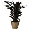 Calathea Wavestar In 19cm Natural Cattail & Plastic Decorative Pot