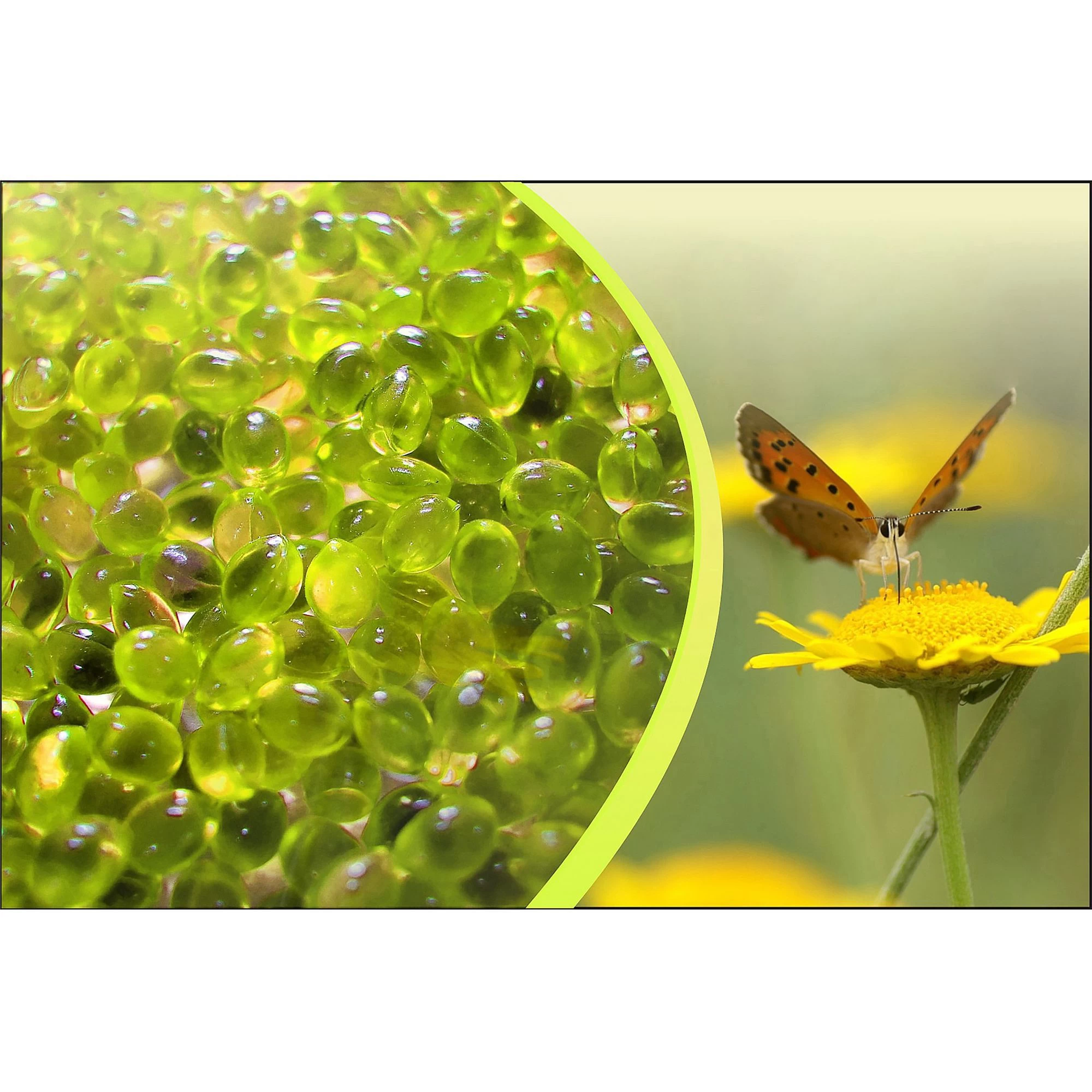 Canadian Spa Company Chamomile Aromatherapy scent Canadian Spa Company Chamomile Aromatherapy Scent -Hozelock Shop canadian spa company chamomile aromatherapy scent0700697210705 21c