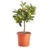 Citrus In 14cm Orange Plastic Grow Pot -Hozelock Shop citrus in 14cm orange plastic grow pot3663602462729 02c bq