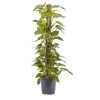 Devil's Ivy In 24cm Black Plastic Grow Pot -Hozelock Shop devil s ivy in 24cm black plastic grow pot3663602462484 02c bq