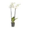 Double Stem Moth Orchid In 12cm Clear Plastic Grow Pot -Hozelock Shop double stem moth orchid in 12cm clear plastic grow pot3663602462873 02c bq 1