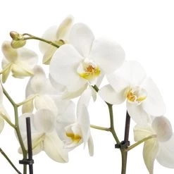 Double Stem Moth Orchid In 12cm Clear Plastic Grow Pot -Hozelock Shop double stem moth orchid in 12cm clear plastic grow pot3663602462873 36c bq 1