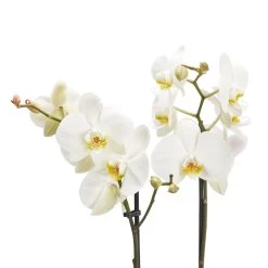 Double Stem Moth Orchid In 12cm Clear Plastic Grow Pot -Hozelock Shop double stem moth orchid in 12cm clear plastic grow pot3663602462873 37c bq 1