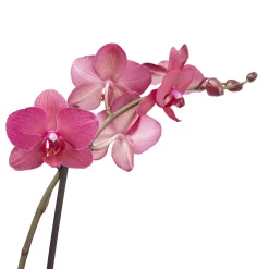 Double Stem Moth Orchid In 12cm Clear Plastic Grow Pot -Hozelock Shop double stem moth orchid in 12cm clear plastic grow pot3663602462873 38c bq 1