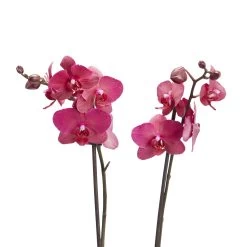 Double Stem Moth Orchid In 12cm Clear Plastic Grow Pot -Hozelock Shop double stem moth orchid in 12cm clear plastic grow pot3663602462873 39c bq