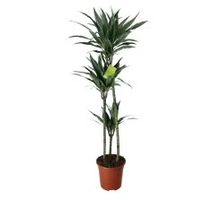 Dracaena Tree In 24cm Terracotta Plastic Grow Pot