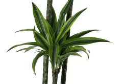 Dracaena Tree In 24cm Terracotta Plastic Grow Pot -Hozelock Shop dracaena tree in 24cm terracotta plastic grow pot5059340127040 37c