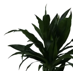 Dracaena Tree In 24cm Terracotta Plastic Grow Pot -Hozelock Shop dracaena tree in 24cm terracotta plastic grow pot5059340127040 38c