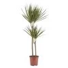 Dragon Tree In 19cm Terracotta Plastic Grow Pot -Hozelock Shop dragon tree in 19cm terracotta plastic grow pot3663602462460 02c bq