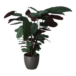 Dragon Tree In 24cm Assorted Ceramic Decorative Pot -Hozelock Shop dragon tree in 24cm assorted ceramic decorative pot5059340827858 22c