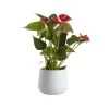 Flamingo Flower In 12cm White Ceramic Decorative Pot 1 Flamingo Flower In 12cm White Ceramic Decorative Pot -Hozelock Shop flamingo flower in 12cm white ceramic decorative pot3663602497288 02c bq