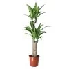 Golden Dragon Tree In 24cm Terracotta Plastic Grow Pot -Hozelock Shop golden dragon tree in 24cm terracotta plastic grow pot5036581089788 01c bq