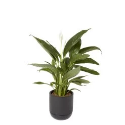 GoodHome Black Terracotta Circular Plant Pot (Dia)20.4cm 4 GoodHome Black Terracotta Circular Plant Pot (Dia)20.4cm -Hozelock Shop goodhome black terracotta circular plant pot dia 20 4cm3663602441281 21c