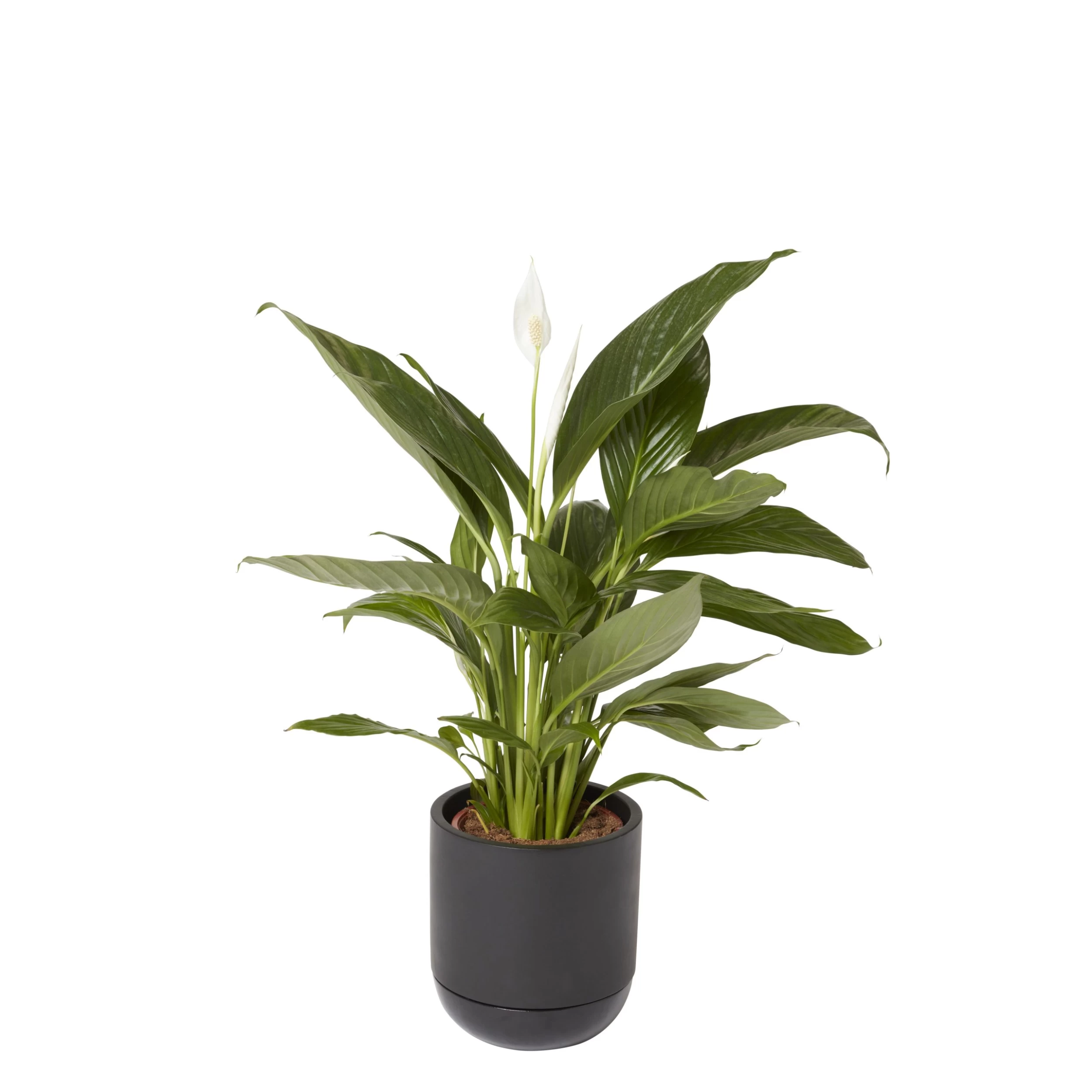 GoodHome Black Terracotta Circular Plant pot (Dia)20.4cm GoodHome Black Terracotta Circular Plant Pot (Dia)20.4cm -Hozelock Shop goodhome black terracotta circular plant pot dia 20 4cm3663602441281 21c scaled