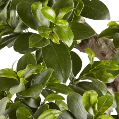 In 20cm Terracotta Plastic Pot -Hozelock Shop in 20cm terracotta plastic pot3663602462828 36c bq