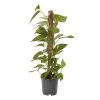 Ivy In 19cm Black Plastic Grow Pot -Hozelock Shop ivy in 19cm black plastic grow pot3663602462491 02c bq
