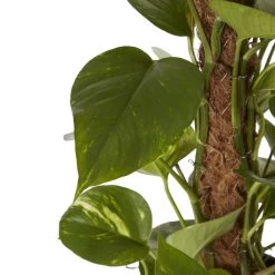 Ivy In 19cm Black Plastic Grow Pot -Hozelock Shop ivy in 19cm black plastic grow pot3663602462491 36c bq