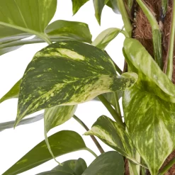 Kentia Palm In 19cm Terracotta Plastic Grow Pot -Hozelock Shop kentia palm in 19cm terracotta plastic grow pot3663602462484 36c