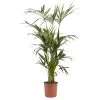 Kentia Palm In 24cm Terracotta Plastic Grow Pot -Hozelock Shop kentia palm in 24cm terracotta plastic grow pot3663602462378 02c bq