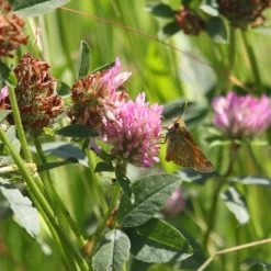 Meadowmat Wildflower Turf, 20m² Pack -Hozelock Shop meadowmat wildflower turf 20m pack04168157 02i