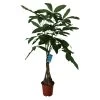 Mexican Fortune Tree In 19cm Terracotta Plastic Grow Pot