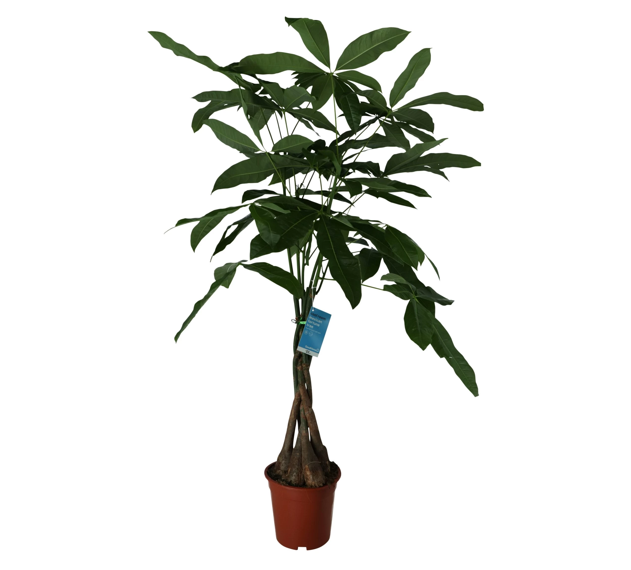 Mexican fortune tree in 19cm Terracotta Plastic Grow pot Mexican Fortune Tree In 19cm Terracotta Plastic Grow Pot -Hozelock Shop mexican fortune tree in 19cm terracotta plastic grow pot5059340127002 02c scaled