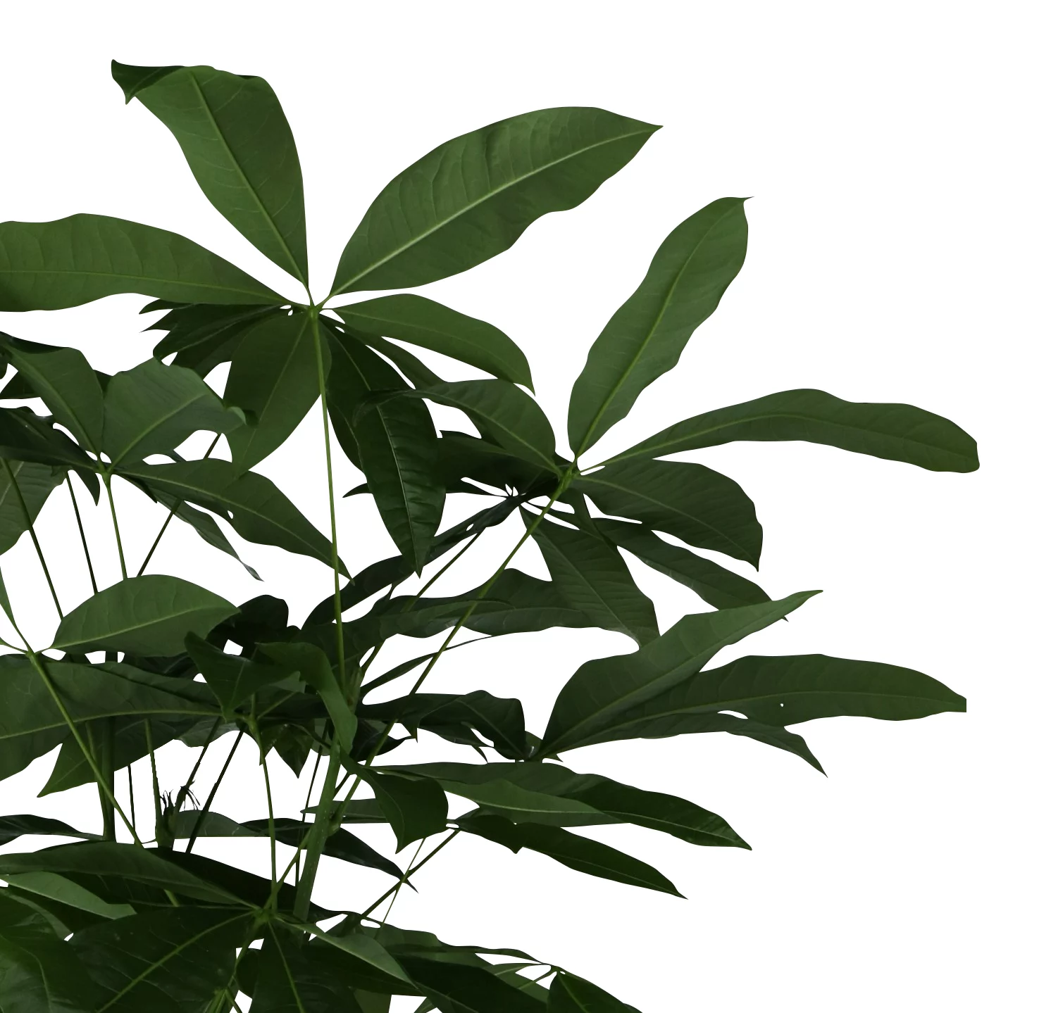 Mexican fortune tree in 19cm Terracotta Plastic Grow pot Mexican Fortune Tree In 19cm Terracotta Plastic Grow Pot -Hozelock Shop mexican fortune tree in 19cm terracotta plastic grow pot5059340127002 36c