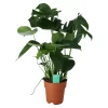 Monstera In 19cm Terracotta Plastic Grow Pot -Hozelock Shop monstera in 19cm terracotta plastic grow pot5059340127033 02c