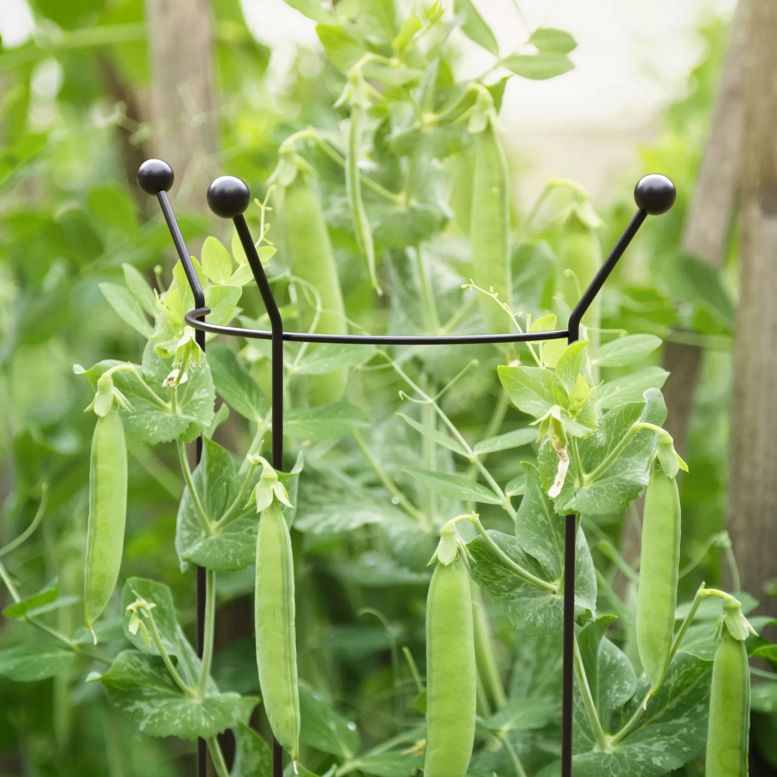 Panacea Steel Curved Plant support frame (L)147cm (Dia)37cm Panacea Steel Curved Plant Support Frame (L)147cm (Dia)37cm -Hozelock Shop panacea steel curved plant support frame l 147cm dia 37cm0093432825501 01i bq scaled