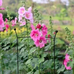 Panacea Steel Curved Plant Support (L)76cm (Dia)46cm 3 Panacea Steel Curved Plant Support (L)76cm (Dia)46cm -Hozelock Shop panacea steel curved plant support l 76cm dia 46cm0093432825259 01i bq