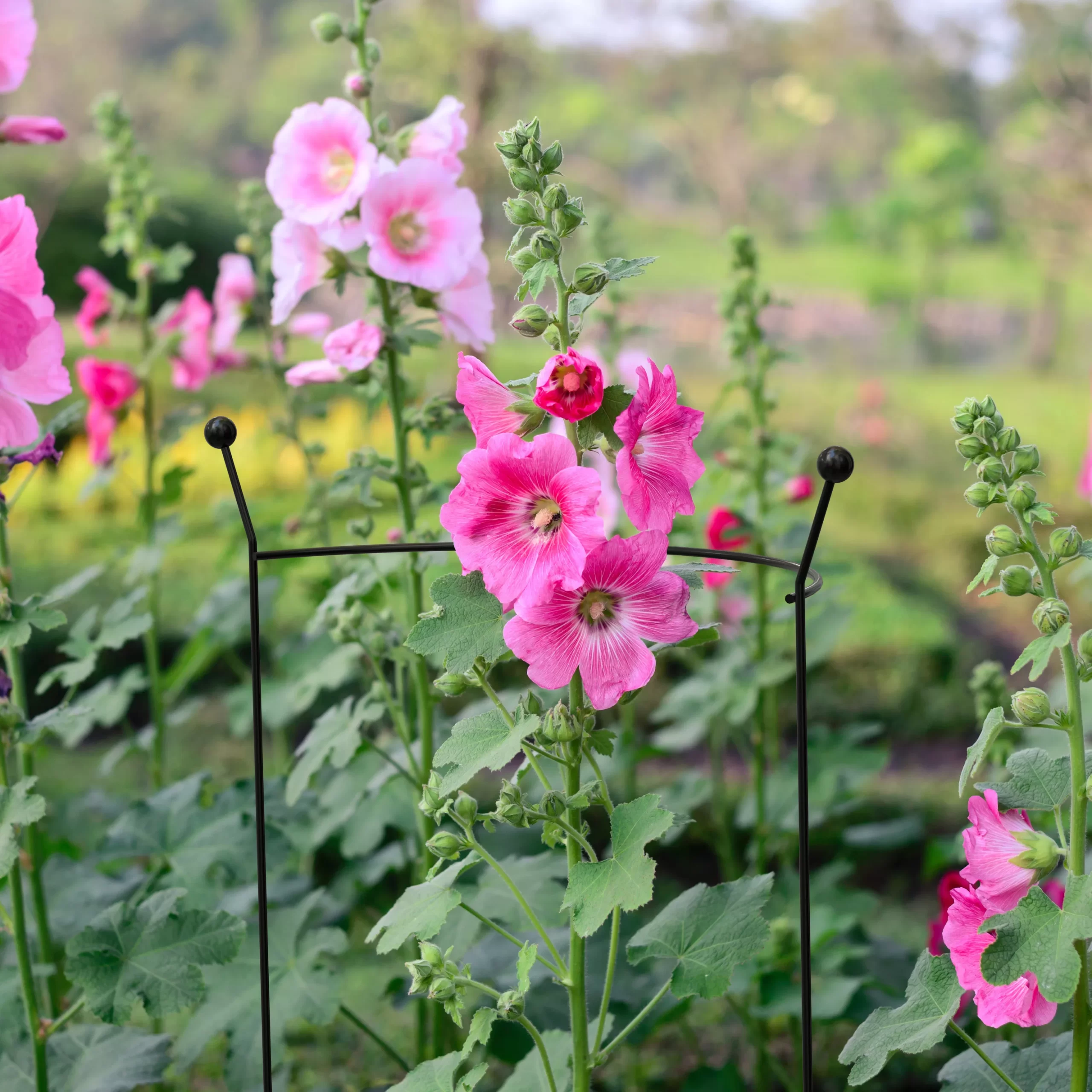 Panacea Steel Curved Plant support (L)76cm (Dia)46cm Panacea Steel Curved Plant Support (L)76cm (Dia)46cm -Hozelock Shop panacea steel curved plant support l 76cm dia 46cm0093432825259 01i bq scaled