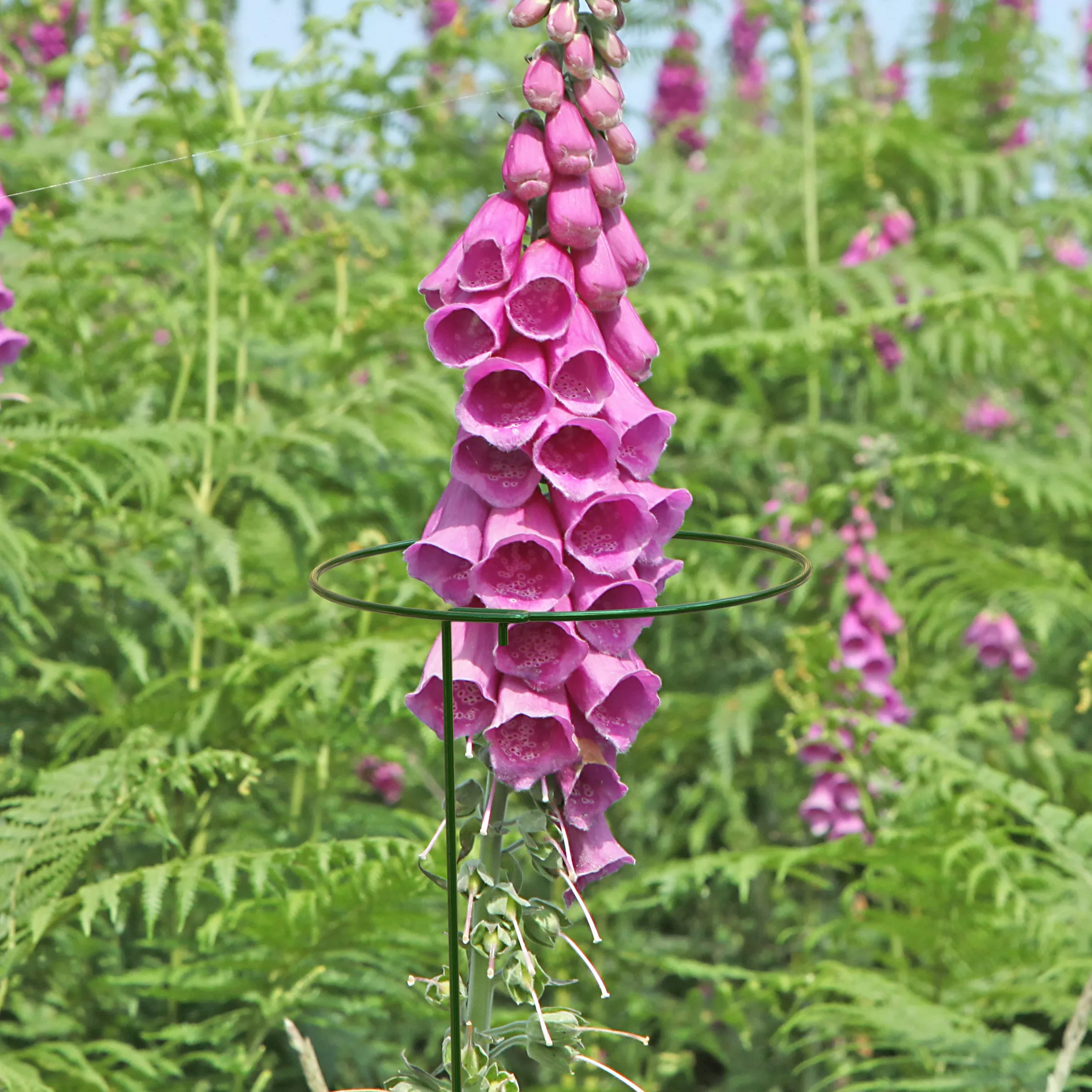 Panacea Steel Single stem Plant support (L)122cm (Dia)20.3cm, Pack of 3 Panacea Steel Single Stem Plant Support (L)122cm (Dia)20.3cm, Pack Of 3 -Hozelock Shop panacea steel single stem plant support l 122cm dia 20 3cm pack of 30093432825457 01i bq