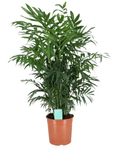 Parlour Palm In 19cm Pot