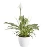 Peace Lily In 14cm White Ceramic Grow Pot -Hozelock Shop peace lily in 14cm white ceramic grow pot3663602462682 02c bq