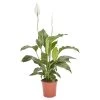 Peace Lily In 21cm Terracotta Plastic Grow Pot 1 Peace Lily In 21cm Terracotta Plastic Grow Pot -Hozelock Shop peace lily in 21cm terracotta plastic grow pot3663602462651 02c bq