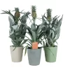 Pineapple Plant In 13.5cm Assorted Ceramic Decorative Pot 1 Pineapple Plant In 13.5cm Assorted Ceramic Decorative Pot -Hozelock Shop pineapple plant in 13 5cm assorted ceramic decorative pot5059340224435 02c
