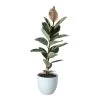 Rubber Plant In 24cm Assorted Ceramic Decorative Pot