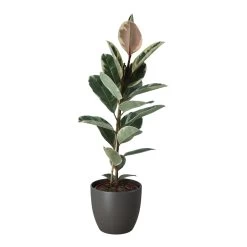 Rubber Plant In 24cm Assorted Ceramic Decorative Pot -Hozelock Shop rubber plant in 24cm assorted ceramic decorative pot5059340827810 22c