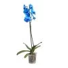Single Stem Blue Moth Orchid In 12cm Clear Plastic Grow Pot -Hozelock Shop single stem blue moth orchid in 12cm clear plastic grow pot3663602462927 02c bq