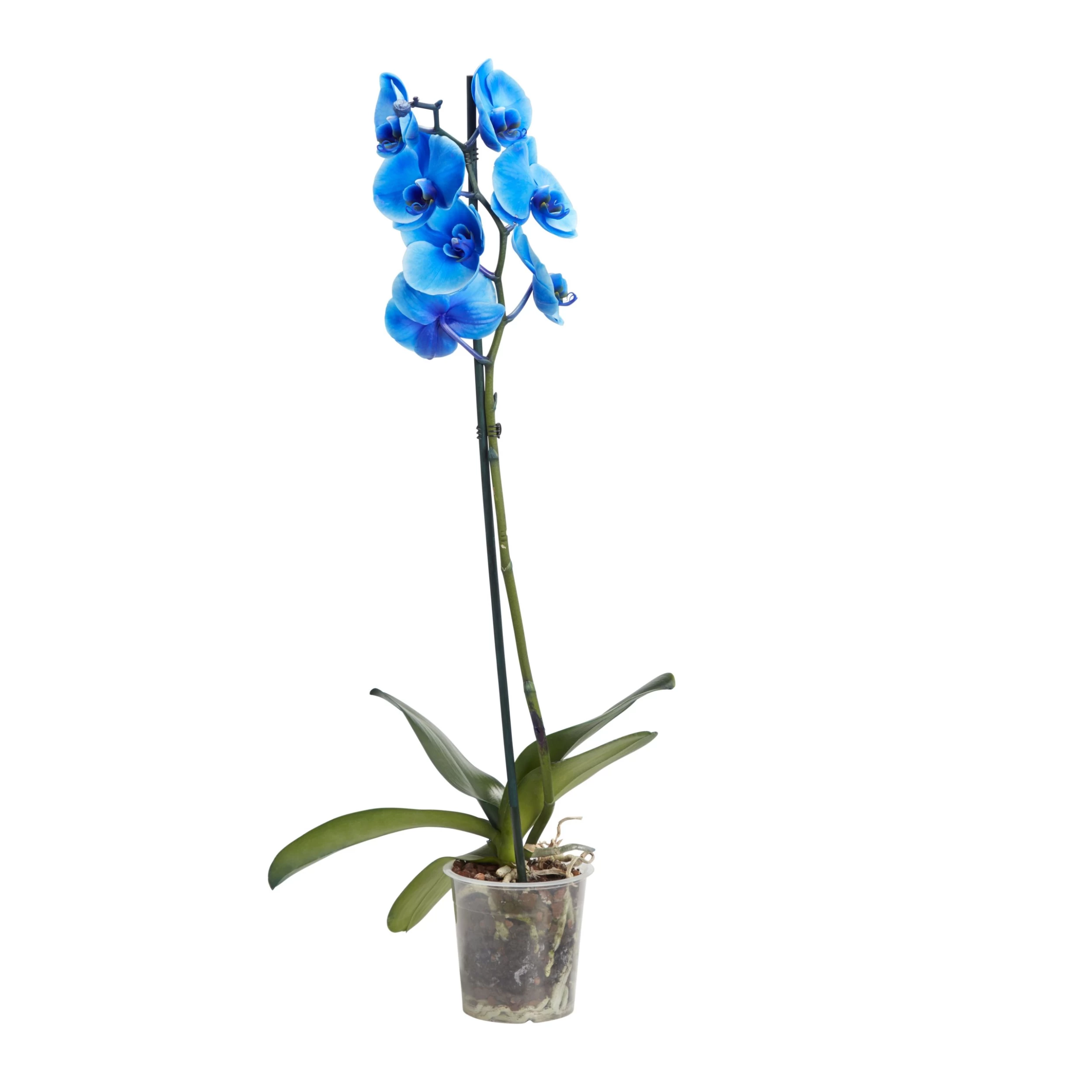 Single stem blue moth Orchid in 12cm Clear Plastic Grow pot Single Stem Blue Moth Orchid In 12cm Clear Plastic Grow Pot -Hozelock Shop single stem blue moth orchid in 12cm clear plastic grow pot3663602462927 02c bq scaled